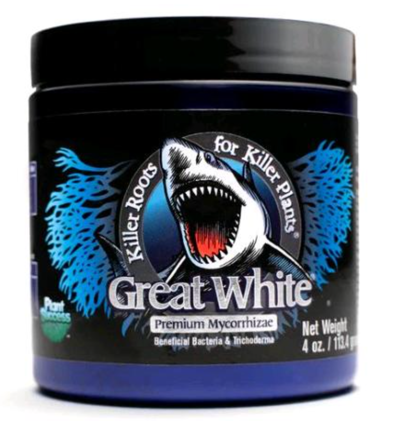 PLANT SUCCESS GREAT WHITE