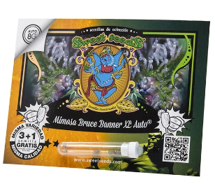 SWEET SEEDS MIMOSA BRUCE BANNER XL AUTO X25