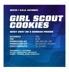 Double cookies AUTO - Pack 100 semillas – BSF