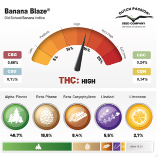 DUTCH PASSION AUTO DUCK