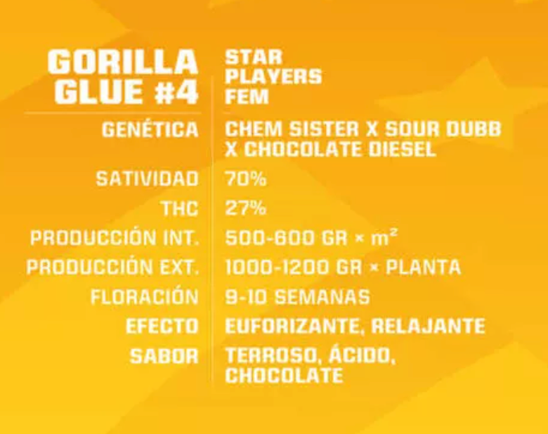 Gorilla #4 FEM- Pack 500 semillas - BSF