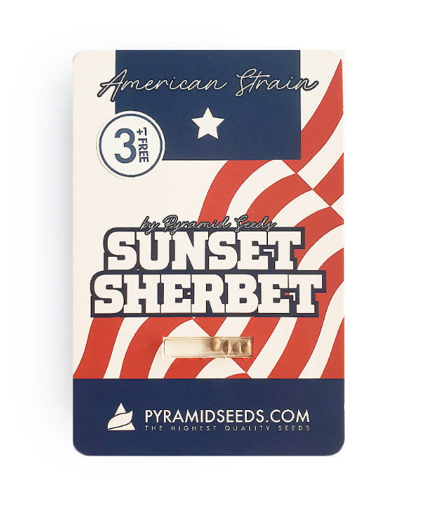 sunset sherbet fem 3 uni pyramid seeds