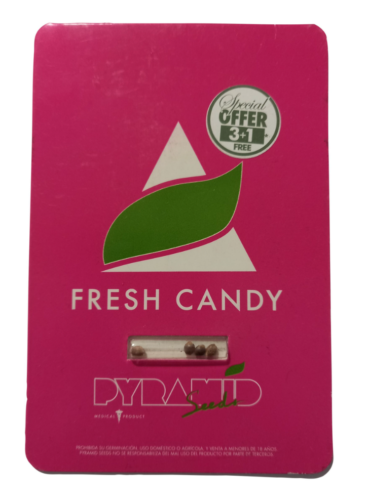 PYRAMID SEEDS FRESH CANDY FEM 3+1 UN