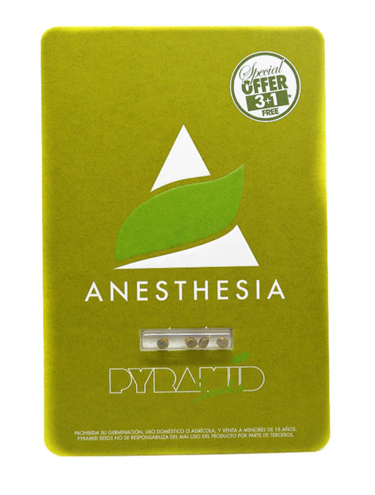 PYRAMID SEEDS ANESTHESIA FEM 3+1