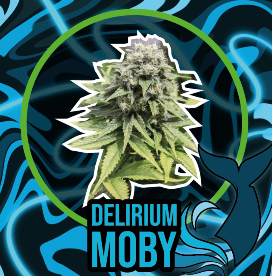 DELIRIUM SEEDS DELIRIUM MOBY FAST 4 UN