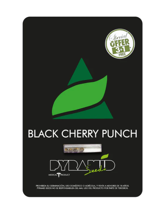 BLACK CHERRY PUNCH PYRAMID SEEDS 3+1 UNID
