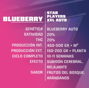 BSF SEEDS BLUEBERRY XXL AUTO 2 UNID