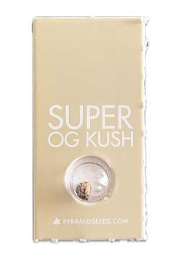 PYRAMID SEEDS SUPER OG KUSH FEM 3+1 UNID