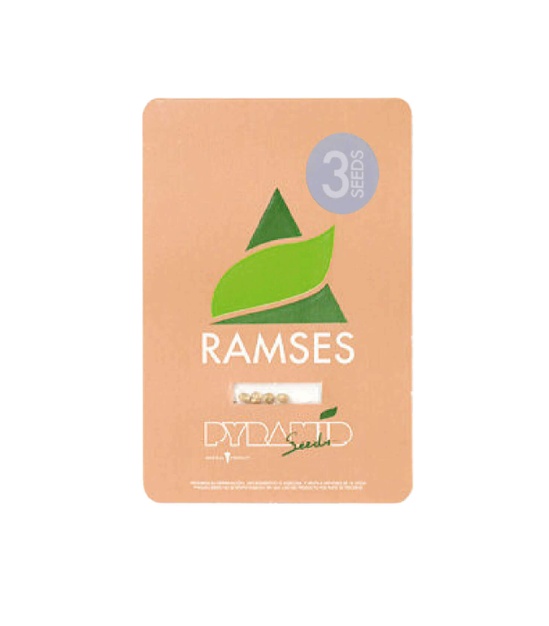 PYRAMID SEEDS RAMSES FEM 3+1 UNIDAD