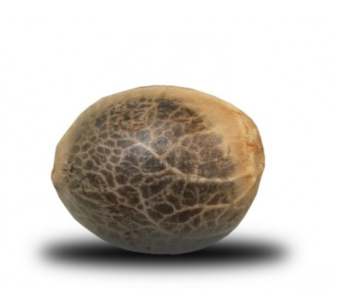 GRANEL AUTO CRITICAL + 1 UNI