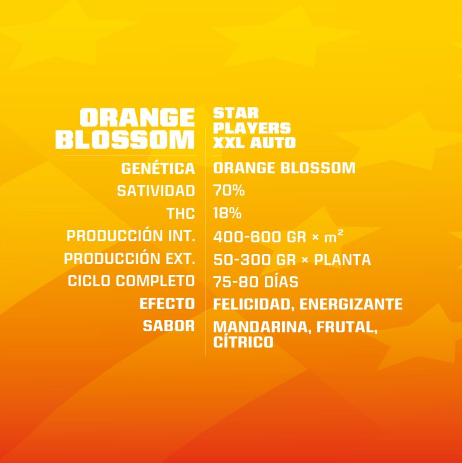 ORANGE BLOSSOM XXL AUTO BSF SEEDS 2 UNI