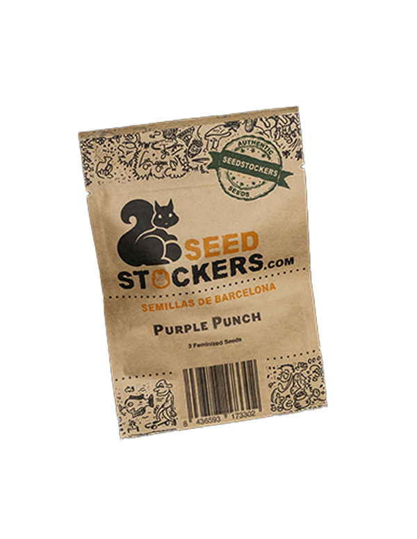 SEED STOCKERS AUTO PURPLE PUNCH 3 UN