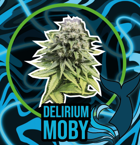 DELIRIUM SEEDS DELIRIUM MOBY FASTVERSION 12UN