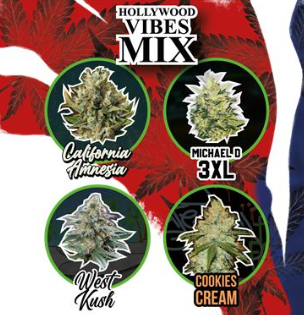 DELIRIUM SEEDS AUTO HOLLYWOOD VIBES MIX X4