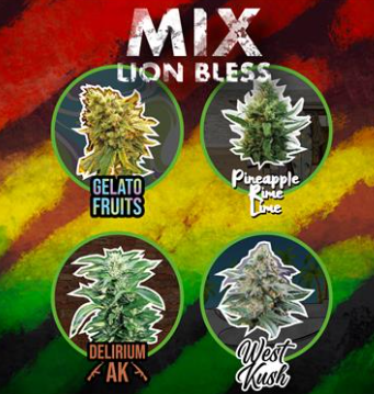 DELIRIUM SEEDS MIX LION BLESS AUTO X 4