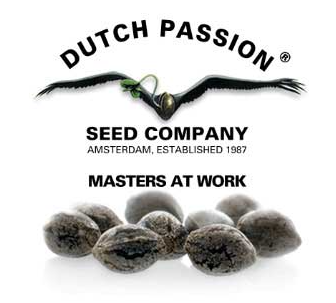 DUTCH PASSION AUTO CRITICAL ORANGE PUNCH 100 unid