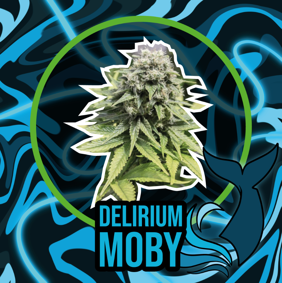 DELIRIUM SEEDS DLR MOBY XL X12