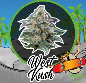 DELIRIUM SEEDS WEST KUSH AUTO X1 UN