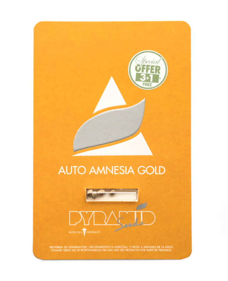 PYRAMID SEEDS AUTO Amnesia Gold 3+1 UNID