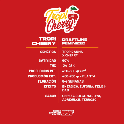 BSF Tropi Cherry X12