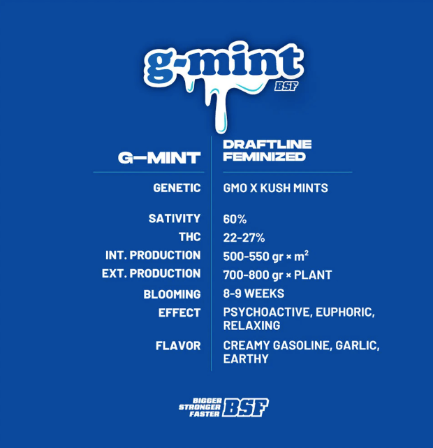 BSF G-Mint X12