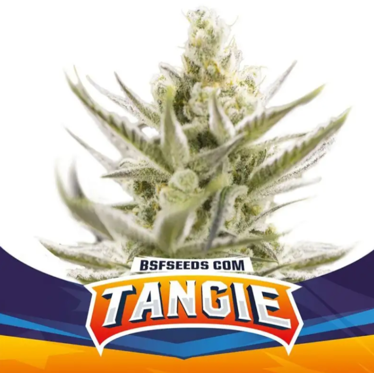 Bsf Seeds Tangie Auto XXL 4 UNID