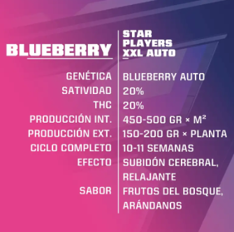 BSF SEEDS BLUEBERRY XXL AUTO 4UNID