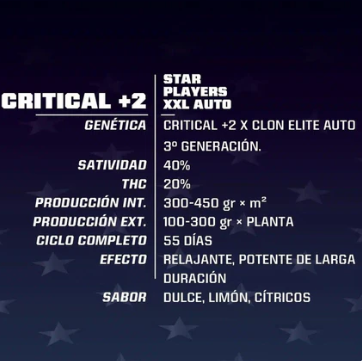 BSF SEEDS CRITICAL +2 XXL AUTO X4