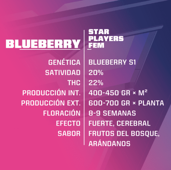 BSF SEEDS FEM BLUEBERRY X4 UNID