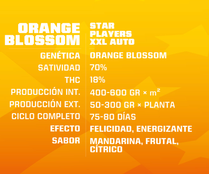 Bsf seeds Orange Blossom Xxl Auto X2