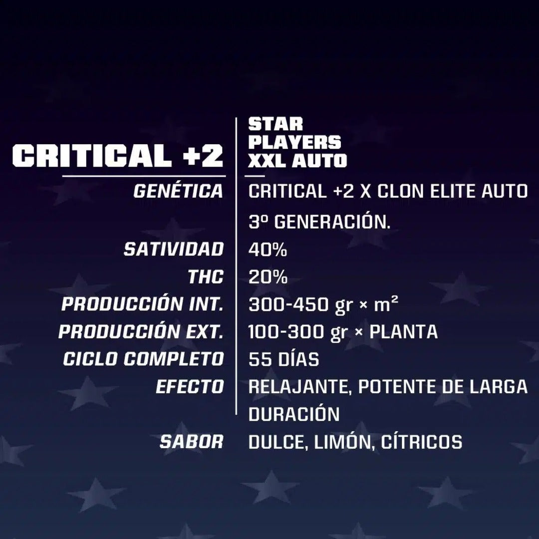 BSF SEEDS CRITICAL +2 XXL AUTO X2
