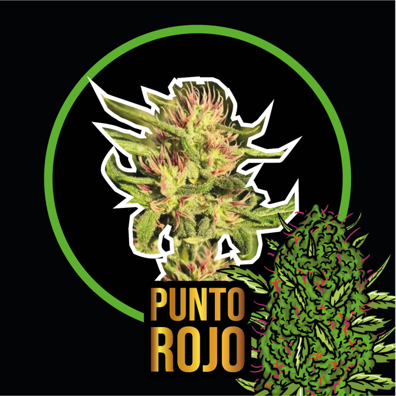 DELIRIUM SEEDS PUNTO ROJO FEM X4