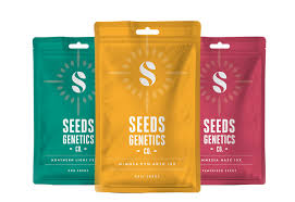 SEEDS GENETICS CBD PURPLE MONKEY FEM X5