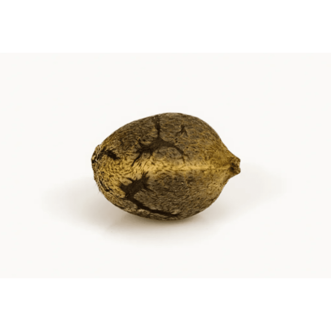 GRANEL AUTO BIG DEVIL XXL