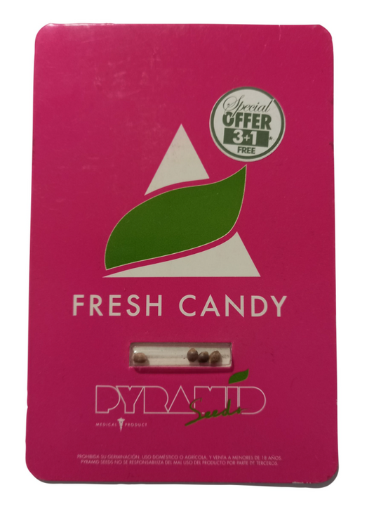 PYRAMID SEEDS FRESH CANDY FEM 3+1 UN