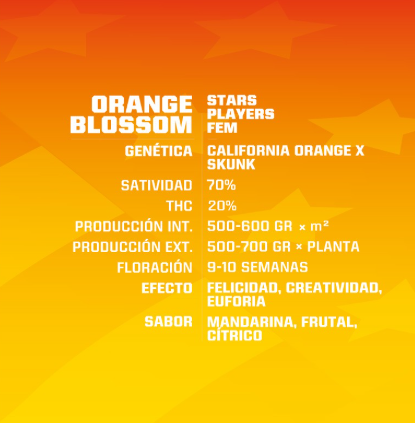 BSF SEEDS ORANGE BLOSSOM AUTO X12
