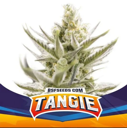 Bsf Seeds Tangie Auto XXL