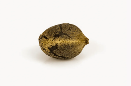 GRANEL AUTO GORILLA GLUE