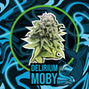 DELIRIUM SEEDS DLR MOBY XL X12