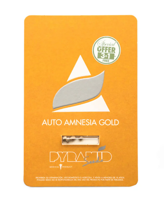 PYRAMID SEEDS AUTO Amnesia Gold 3+1 UNID
