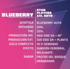BSF SEEDS BLUEBERRY XXL AUTO 4UNID