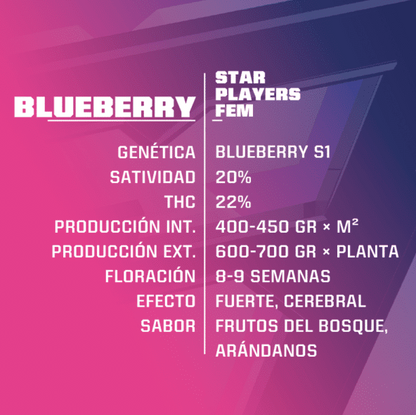 BSF SEEDS FEM BLUEBERRY X12 UNID