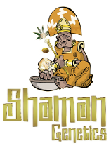 SHAMAN SEEDS CBD 77 FEM 5 UNI